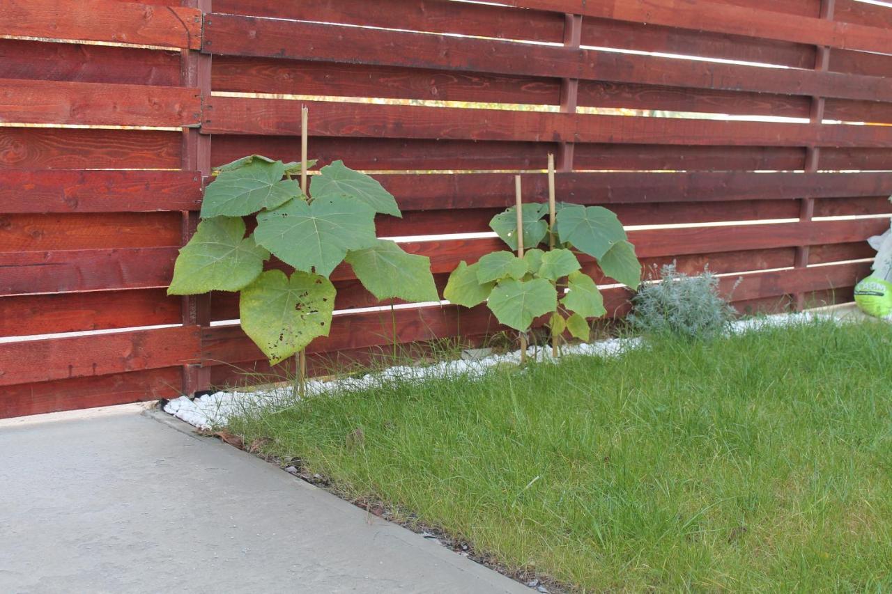 Studio Cu Gradina Proprie Lägenhet Popesti-Leordeni Exteriör bild